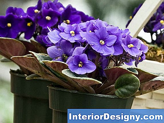 Garten African Violet Laubarten 2024 Interior Designy