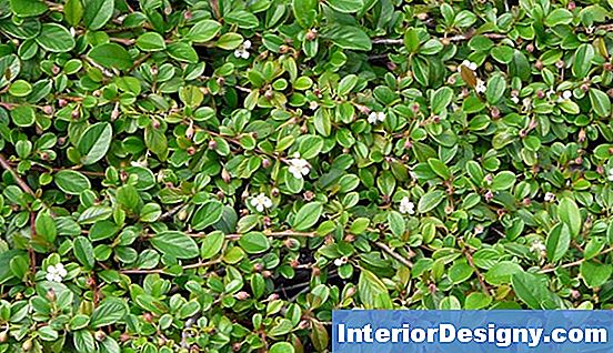 tuin: lonicera snoeien - 2019 | nl.interior-designy