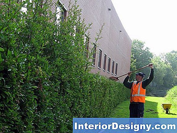 tuin: hoe liguster recurve te snoeien - 2019 | nl.interior-designy
