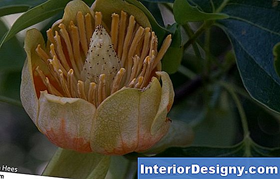 tuin: hoe een kop magnolia snoeien - 2019 | nl.interior-designy