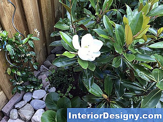 tuin: magnolia grandiflora snoeien - 2019 | nl.interior-designy