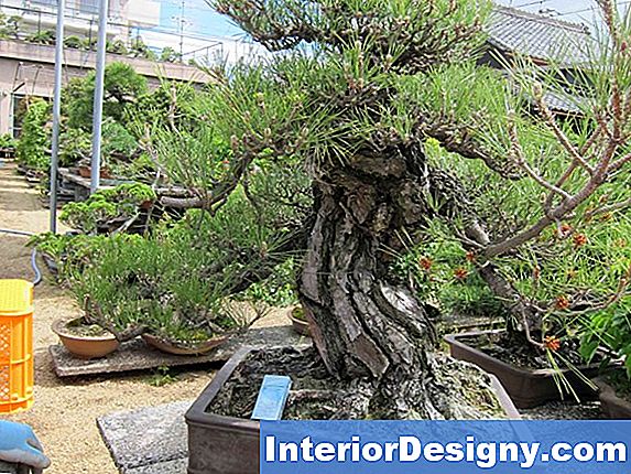 Baby Pine Tree Repotting
