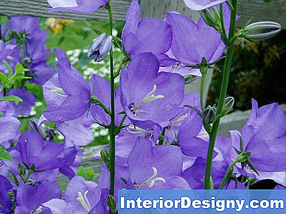 Bluebell Flower Care