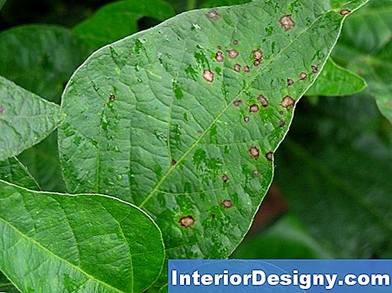 Garten Frogeye Leaf Spot Auf Apfelbäumen 2025