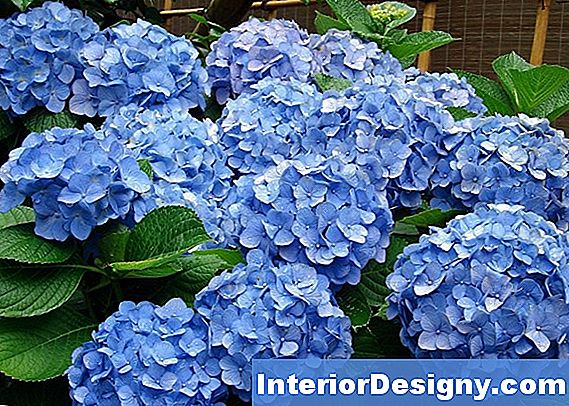 Hydrangea Krav