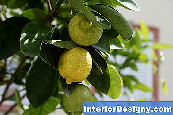 Lemon Tree Bewässerungsanforderungen
