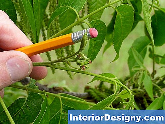 Pecan Tree Growth Instruktioner