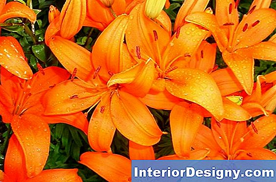 Potted Hybrid Lily Care