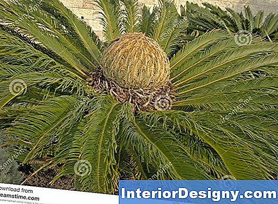 Sago Palm Crown Rot