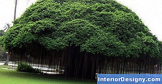 Banyan Tree Care
