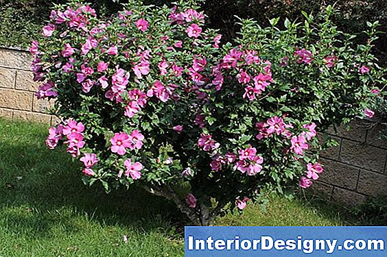 Garten Baum Oder Bush Mit Hibiskus Ähnlichen Blumen 2025 Interior