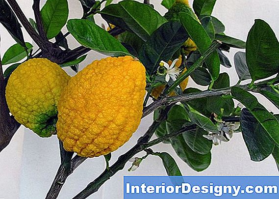 Citron Tree Svampe