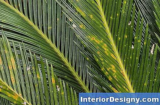 Palm Tree Diseases & Behandlinger