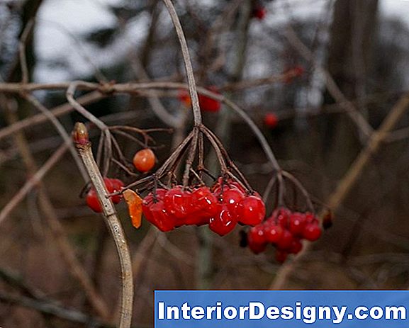 Viburnum Og Insekter