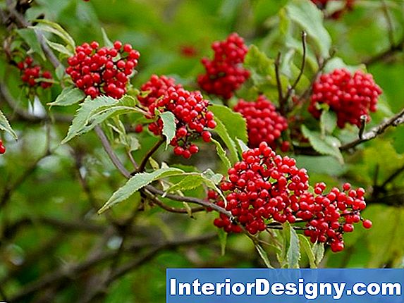 Garten Sind Die Beeren Auf Border Grass Giftig? 2024 Interior