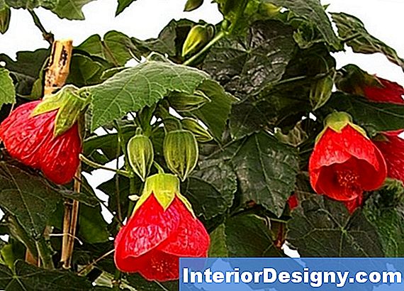 Gibt Es Outdoor & Indoor Hibiscus Pflanzen?