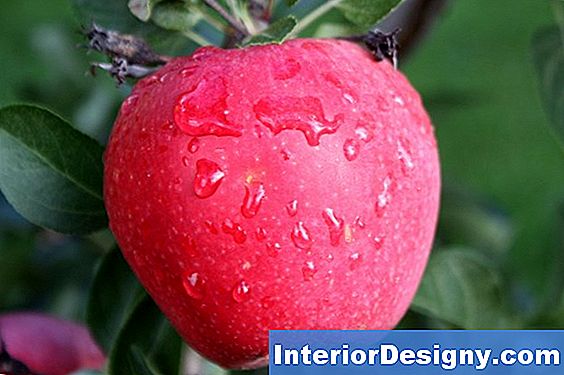 Garten Die Besten Dünger Für Apfel Und Birnenbäume 2024 Interior