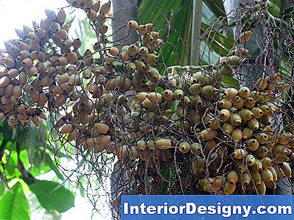 Bud Rot In Areca Palms