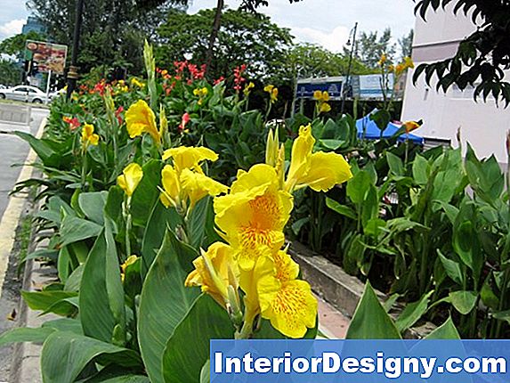 Canna Lily Grow Guide