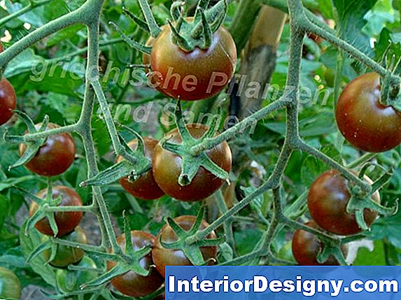 Garten Cherry Tomaten Pflanzen Pflegeanleitung 2025 Interior