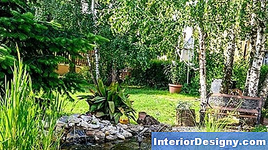 Garten Schnellwachsende, Hirschbeständige, Immergrüne Bäume 2024