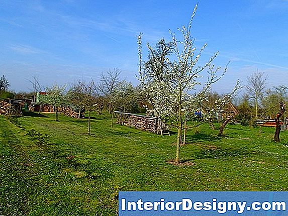 Garten Blühende Bäume, Die Leicht Wachsen Und Klein Bleiben 2025