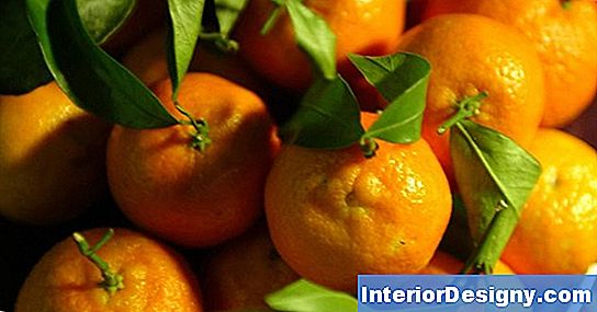 Wie Man Mandarin Clementinen Befruchtet