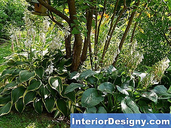Garten Wie Man Große Hostas Kontrolliert 2024