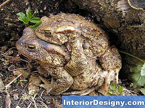Wie Toads Aus Topfpflanzen Zu Beseitigen