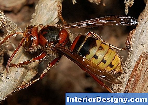 Wie Man Rote Wespen Ohne Insektizide Loswird