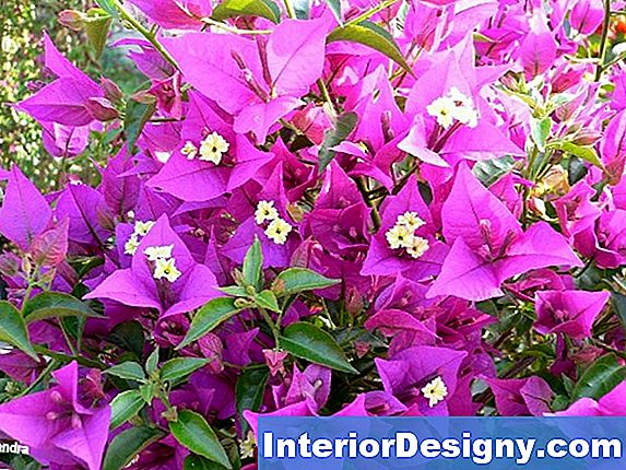 Wie Man Bougainvillea Um Einen Briefkasten Herum Anbaut