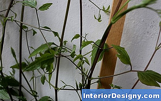 Garten Wie Man Clematis Von Den Wurzeln Wachsen Lässt 2024