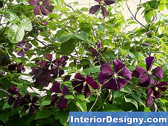 Garten Wie Man Einen Clematis Nach Innen Wächst 2024 Interior