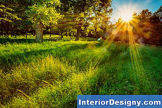 Garten Wie Man Einen Rasen Im Schatten Wächst 2024 Interior
