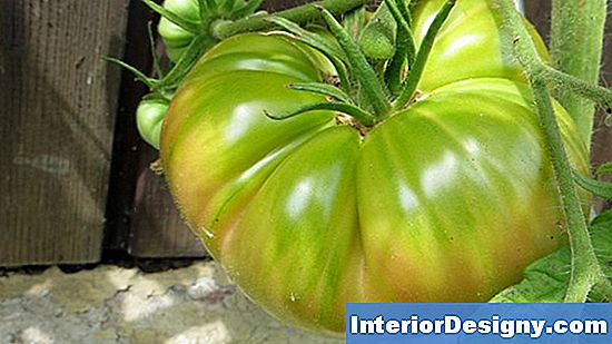 Wie Man Tomaten In Eimern Anbaut
