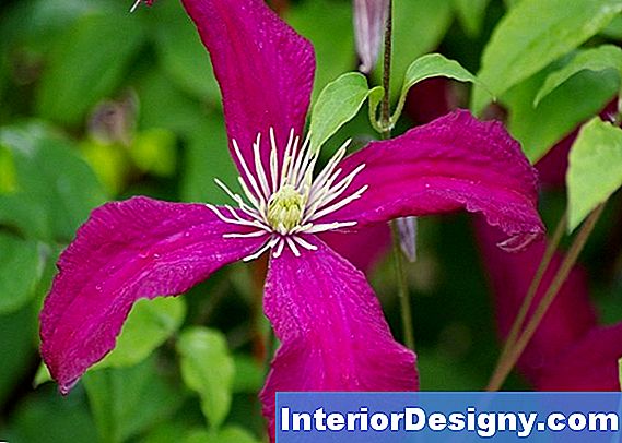Garten Wie Man Clematis Ernten Kann 2024