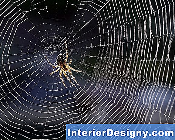 Wie Man Spinnen Auf Houseplants Mit Hauptprodukten Tötet