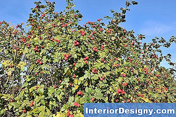 Wie Man Rosafarbene Limonade-Blaubeeren Anbaut