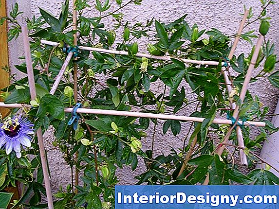 Garten Wie Man Clematis RadarLiebesSamen Keimt 2022 Interior