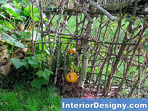 Garten Wachsender Kürbis Im Garten Ohne Das Ende, Das Schwarz Macht