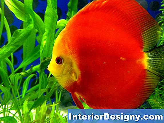 Garten Wie Man Aus Einem Alten Aquarium Ein Gewächshaus Macht, Um Mit