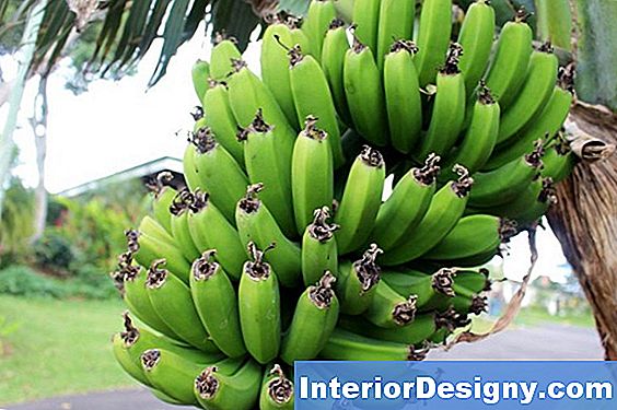 Garten Wie Man Eine BananenbaumPflanze Winterfest Macht 2024