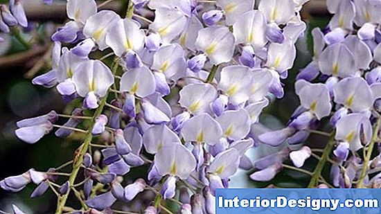 Informationen Zu Blauvioletten Blumen