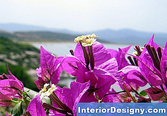 Garten Die Niedrigste Temperatur F R Die Tropische Pflanze Lowest Temperature For Tropical Plant Bougainvillea