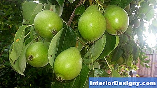 Pear Tree Seuchenschutz