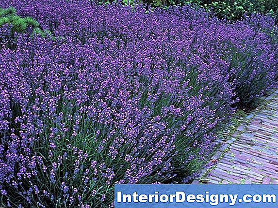 Garten Pflanzen Und Blumen Im Schatten In Der Nähe Von Eichen Zu