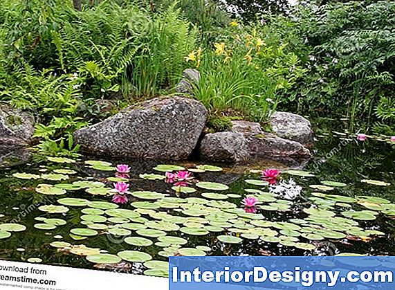 Garten TeichLilien Und PhWerte 2024