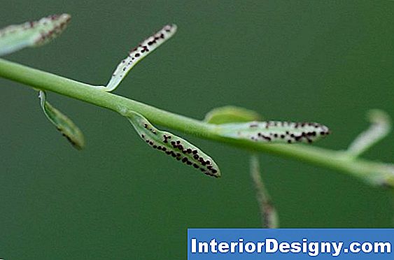 Ausbreitung Von Euphorbia