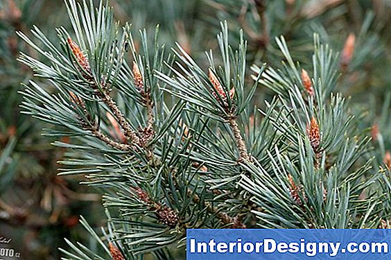 Scotch Pine Probleme