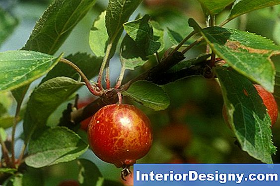 Garten Kleine Zierbäume Für Eine HinterhofLandschaft 2024